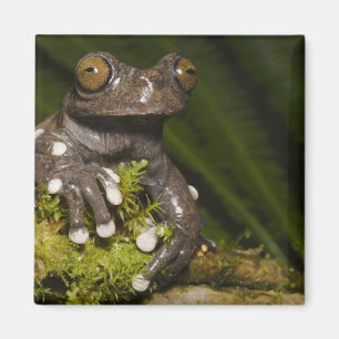 Íman Sapo-árvore Cativo Tapichalaca Hyloscirtus 3
