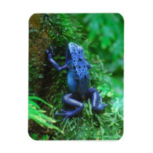 Íman Sapo azul da seta do veneno