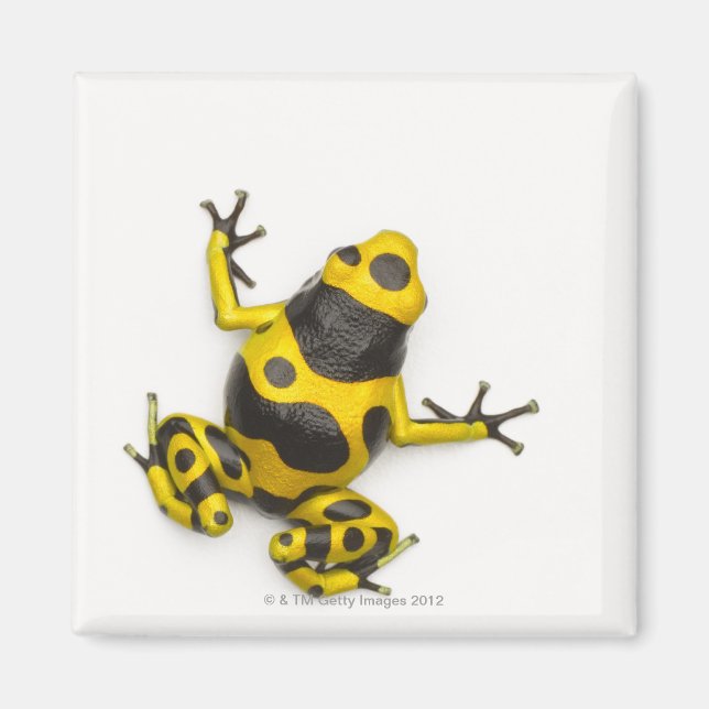 Íman Sapo Bumblebee Poison Dart (Frente)