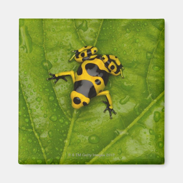 Íman Sapo Bumblebee Poison Dart (Frente)