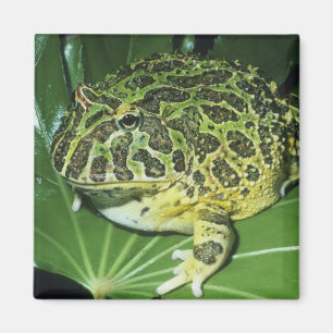 Íman Sapo Cornudo Ornamentado, (Ceratophrys ornata),