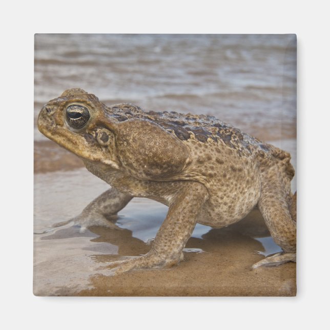 Íman Sapo-cururu Rhinella marina, anteriormente Bufo (Frente)