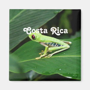 Íman Sapo de árvore de Costa Rica