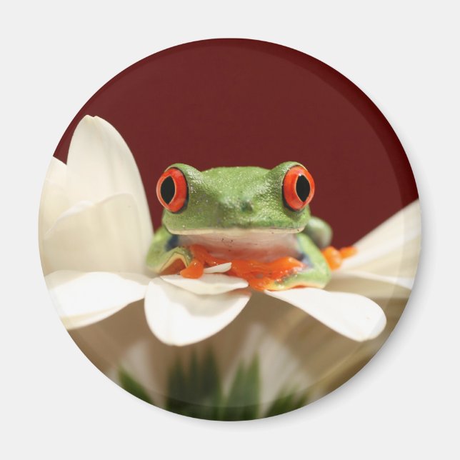 Íman sapo de árvore de olhos vermelhos (Frente)