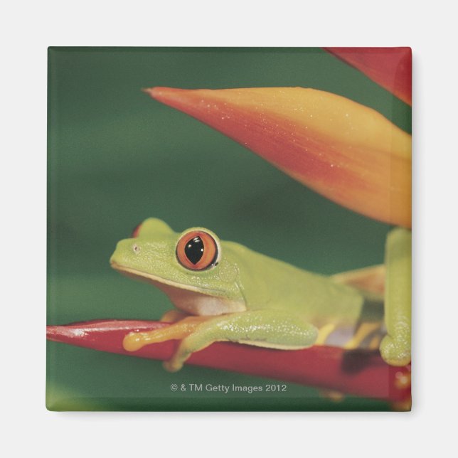 Íman Sapo de árvore de olhos vermelhos sentado na flor (Frente)