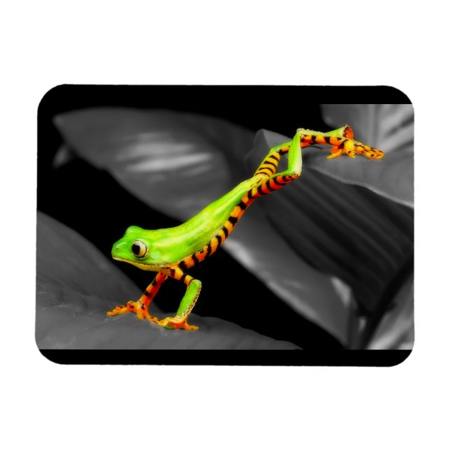 Íman Sapo de Árvore de Salto (Horizontal)