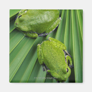Íman Sapo de árvore do descascamento (gratiosa do hyla