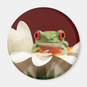 Íman sapo de árvore eyed vermelho