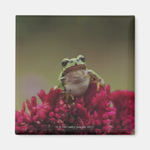Íman Sapo de árvore japonês (japonica do Hyla) em