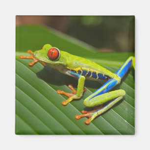 Íman Sapo de Árvore Selvagem Colorida Verde