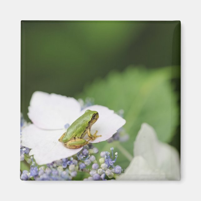 Íman Sapo de árvore sentado em uma Hydrangea, Hyogo (Frente)