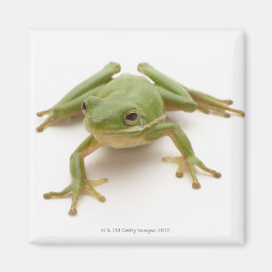 Íman Sapo de árvore verde