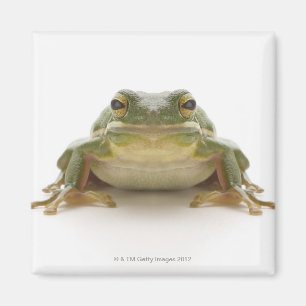 Íman Sapo de árvore verde (Hylidae cinerea)