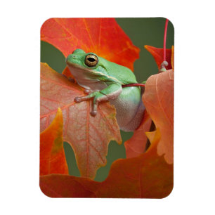 Íman Sapo de árvore verde na queda