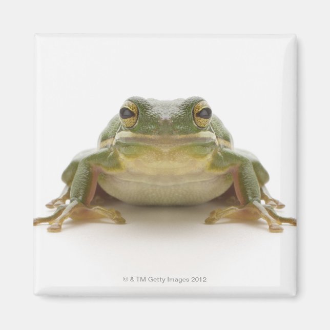Íman Sapo de árvores verdes (Hylidae cinerea) (Frente)