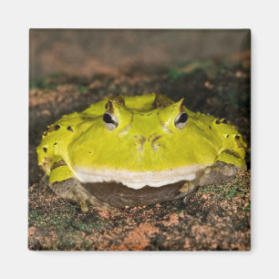 Íman Sapo-de-chifre-brasileiro, Ceratophrys cornuta, 2