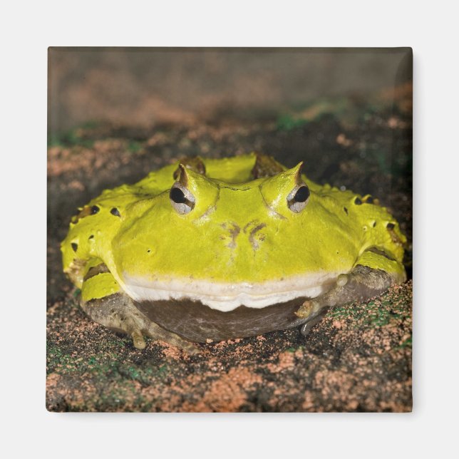 Íman Sapo-de-chifre-brasileiro, Ceratophrys cornuta, 2 (Frente)