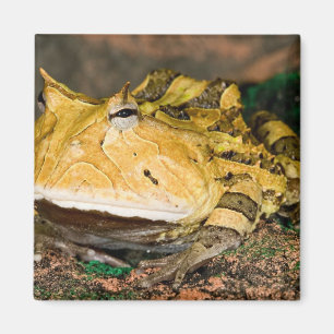 Íman Sapo-de-chifre-brasileiro, Ceratophrys cornuta, 3