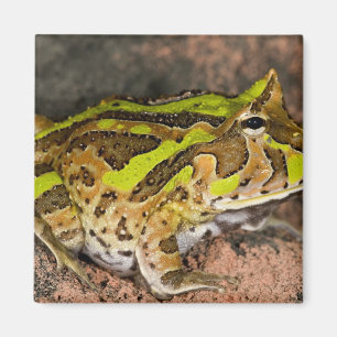 Íman Sapo-de-chifres-do-Brasil, Ceratophrys cornuta, Na