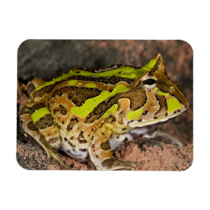 Íman Sapo-de-chifres-do-Brasil, Ceratophrys cornuta, Na