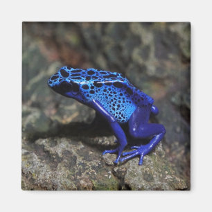 Íman Sapo de dardos azuis, Sapo azul brilhante