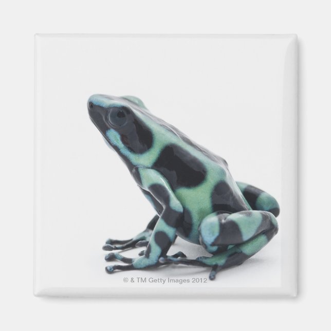 Íman Sapo de Dart Venenoso Negro e Verde (Frente)
