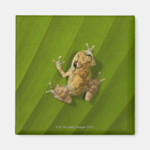 Íman Sapo de Dink (diastema do Eleutherodactylus) em