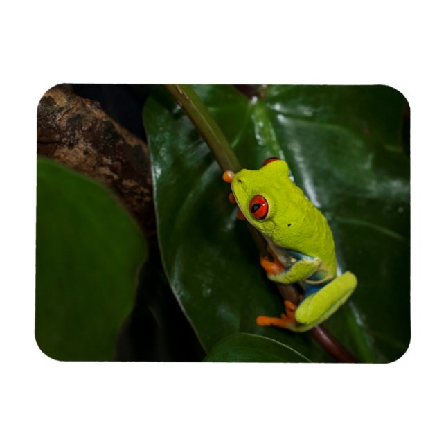 Íman Sapo De Olhos Vermelhos No Tronco (Horizontal)