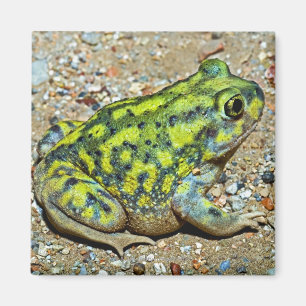 Íman Sapo de Spadefoot de um sofá