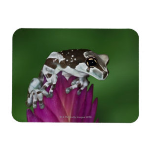 Íman Sapo do leite, resinifictrix de Trachycephalus