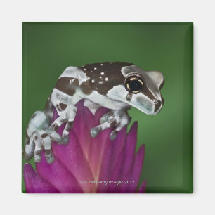 Íman Sapo do leite, resinifictrix de Trachycephalus
