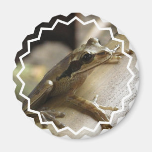 Íman Sapo Magnético