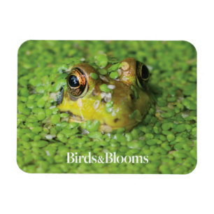 Íman Sapo na Alga Verde