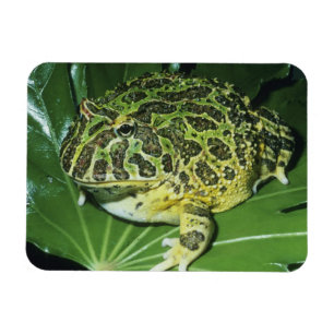 Íman Sapo Ornado, (Ceratophrys ornata),