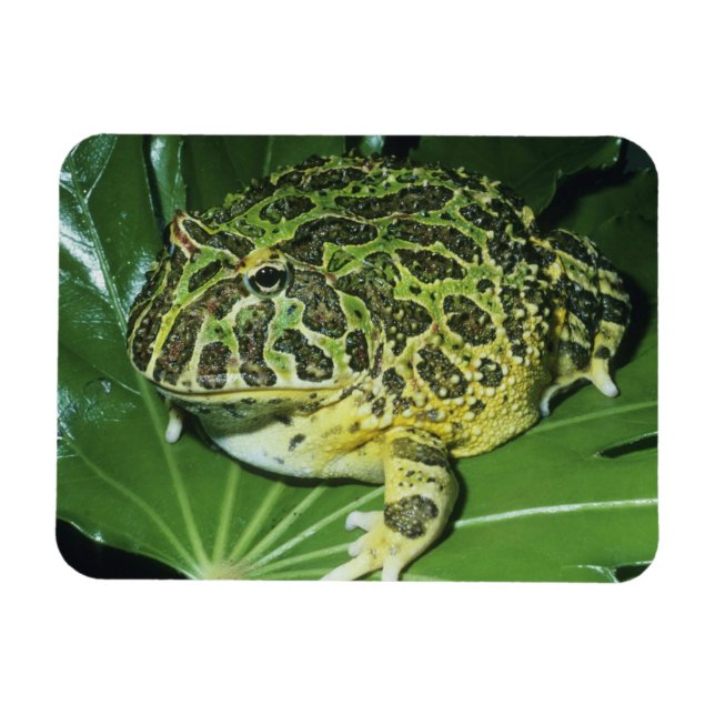 Íman Sapo Ornado, (Ceratophrys ornata), (Horizontal)