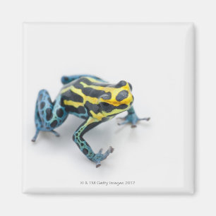 Íman Sapo preto, amarelo e azul do dardo do veneno