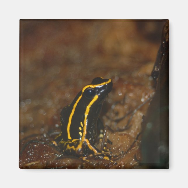 Íman Sapo preto e amarelo (Frente)