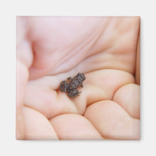 Íman Sapo Preto Muito Pequeno Sobre O Tamanho Da Mosca