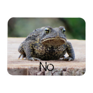 Íman Sapo velho mal-humorado em um coto