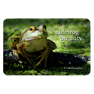 Íman Sapo Verde Bonito Dança uma Dose na Mangueira