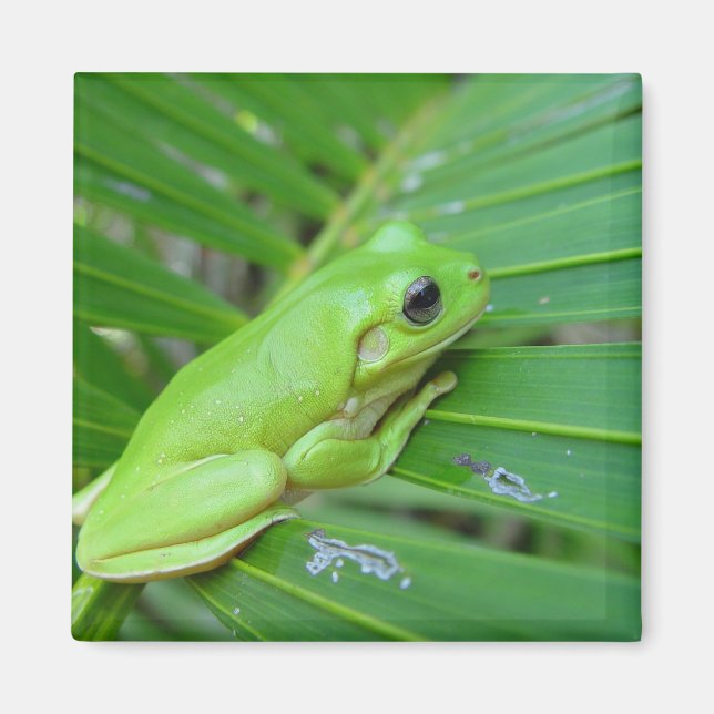 Íman Sapo Verde E Bonito Na Folha De Palma (Frente)