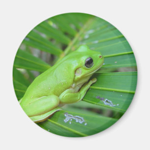 Íman Sapo Verde Pequeno