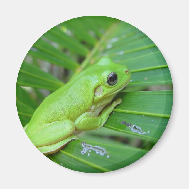 Íman Sapo Verde Pequeno (Frente)