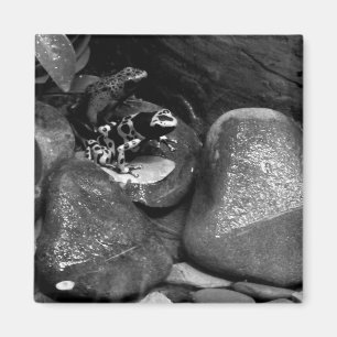 Íman Sapos Dart Compartilhando Rock B+W