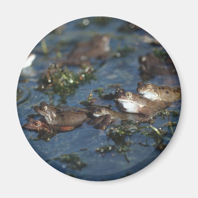 Íman Sapos engraçados (Frente)