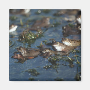 Íman Sapos engraçados