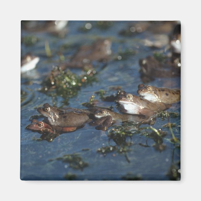 Íman Sapos engraçados (Frente)