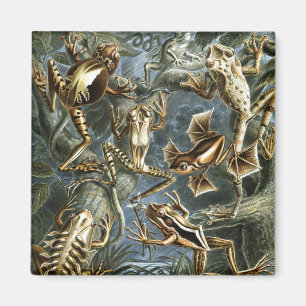 Íman Sapos Haeckel