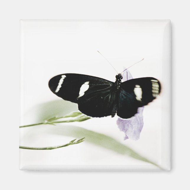 Íman Sara Magnet (Frente)