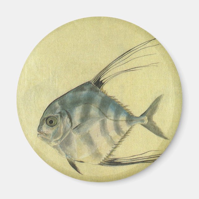 Íman Saramunete de Threadfin Vintage, Peixe Pompano Afr (Frente)